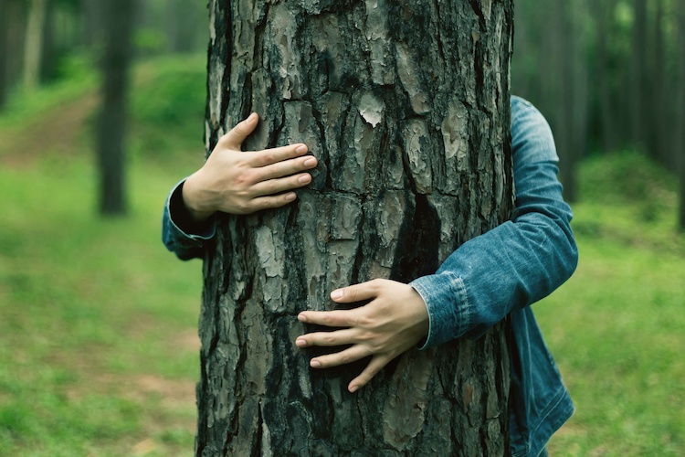 Les outils juridiques de protection des arbres