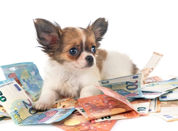 Comment protéger ses animaux en cas de décès ?