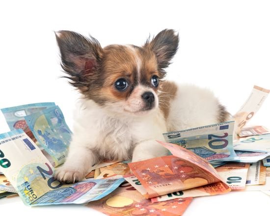 Comment protéger ses animaux en cas de décès ?
