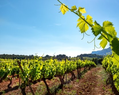 Les groupements fonciers viticoles, un investissement de diversification patrimoniale
