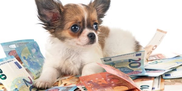 Comment protéger ses animaux en cas de décès ?
