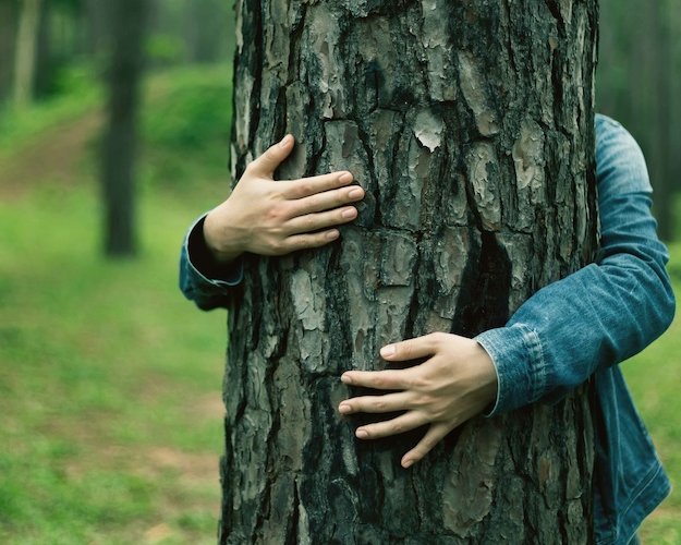 Les outils juridiques de protection des arbres - Village des