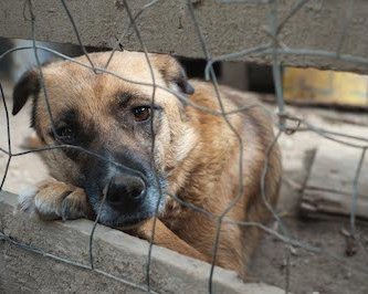 Les organisations de défense animale abordent un été aussi chaud que leur actualité
