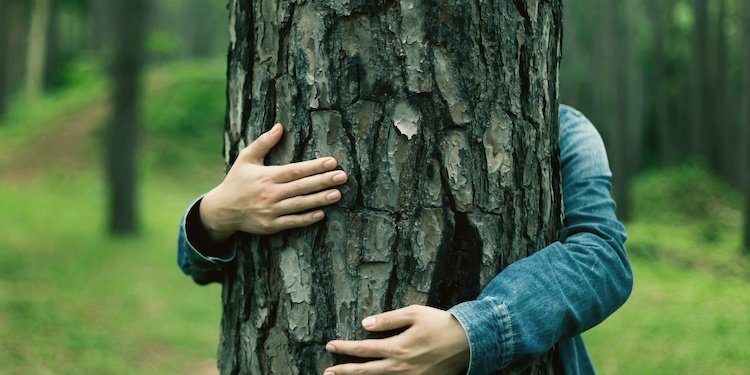 Les outils juridiques de protection des arbres