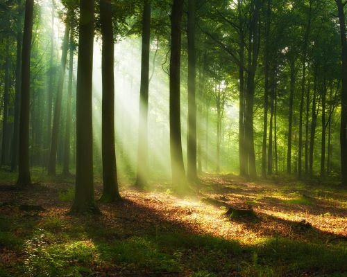 Investir dans un groupement foncier forestier en 2024 pour diversifier son patrimoine
