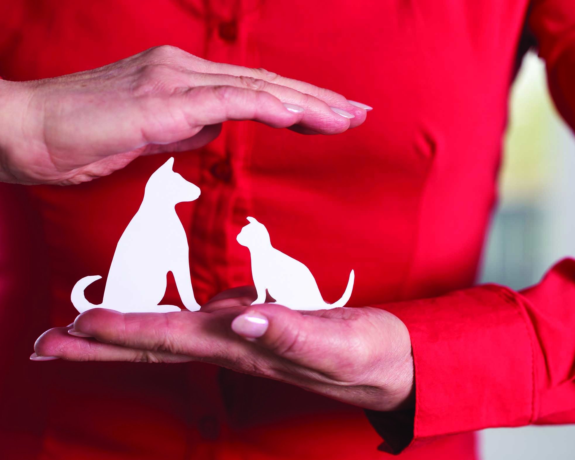 Les associations en marche vers une meilleure protection animale
