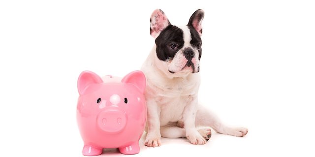 Inflation : quid de nos animaux de compagnie ?